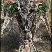 Voodoo Forest S Spirit 15 Voodoo Forest S Spirit 15