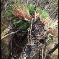 Voodoo Forest S Spirit 16 Voodoo Forest S Spirit 16