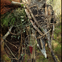 Voodoo Forest S Spirit 7 Voodoo Forest S Spirit 7