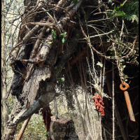 Voodoo Forest S Spirit 9 Voodoo Forest S Spirit 9